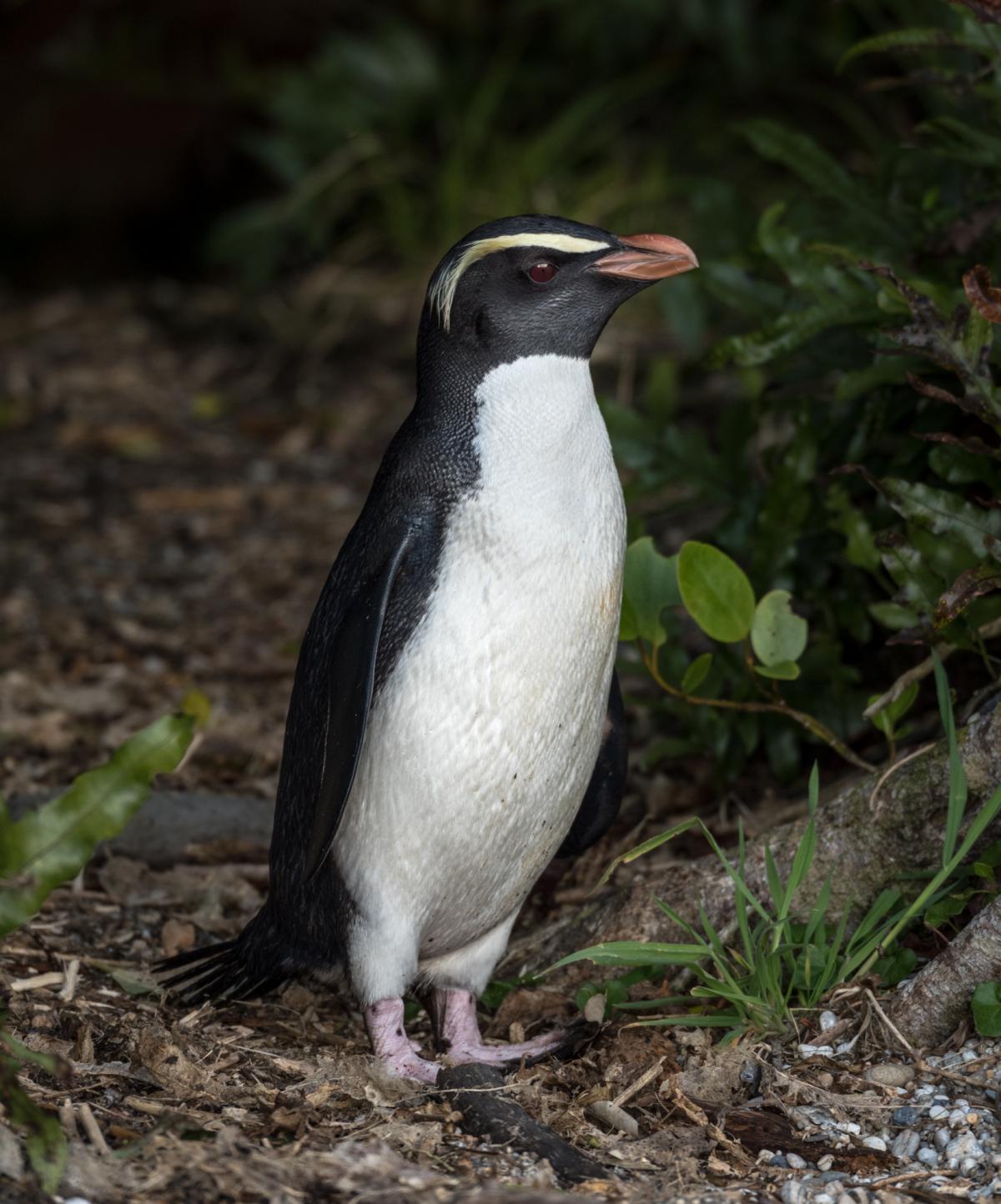 Alps2Ocean Guided Tours - White Heron Spring Tour, crested penguin