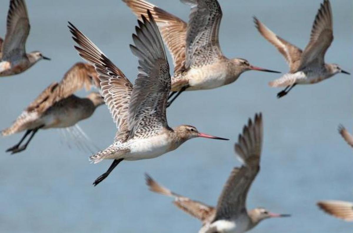 Alps2Ocean Guided Tours - Top of the South - Takaka, Godwit birds
