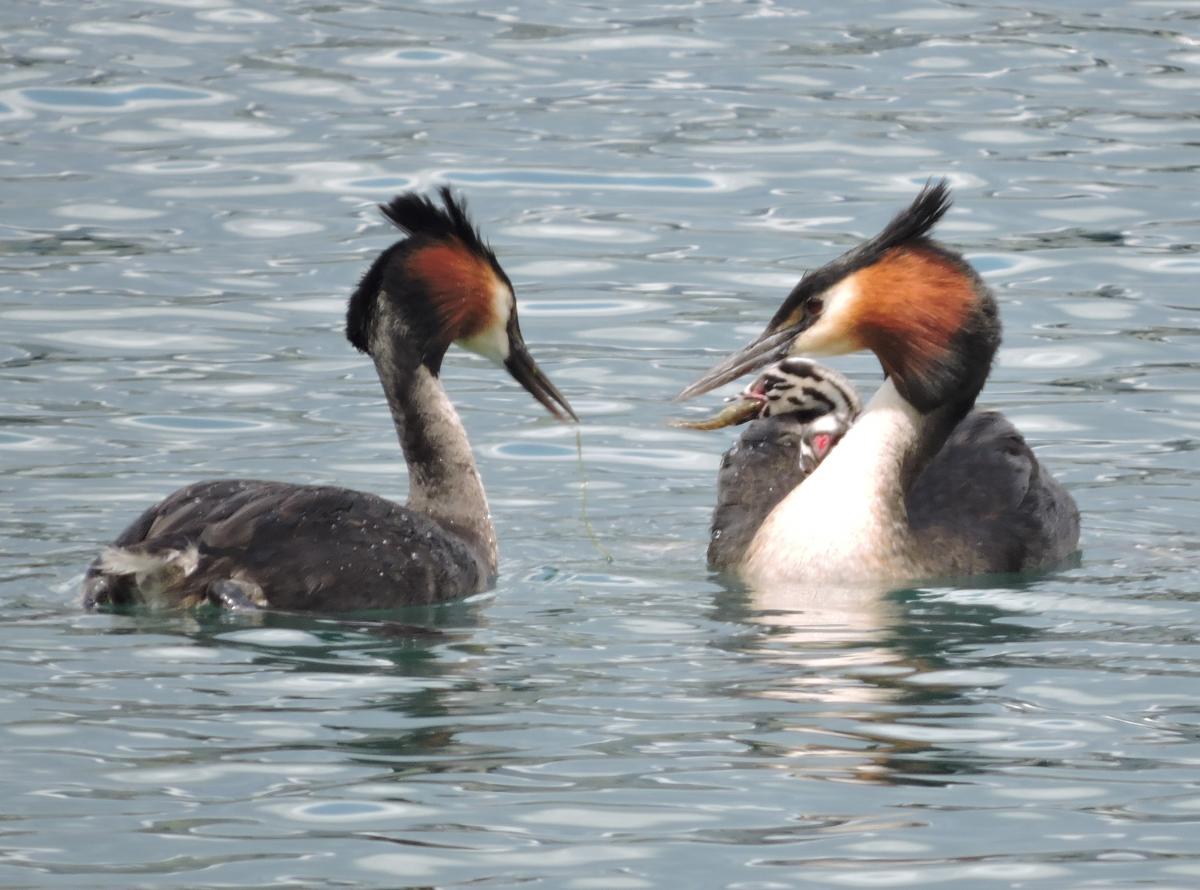 Alps2Ocean Guided Tours - White Heron Spring Tour, Pūteketeke / Australasian crested grebe