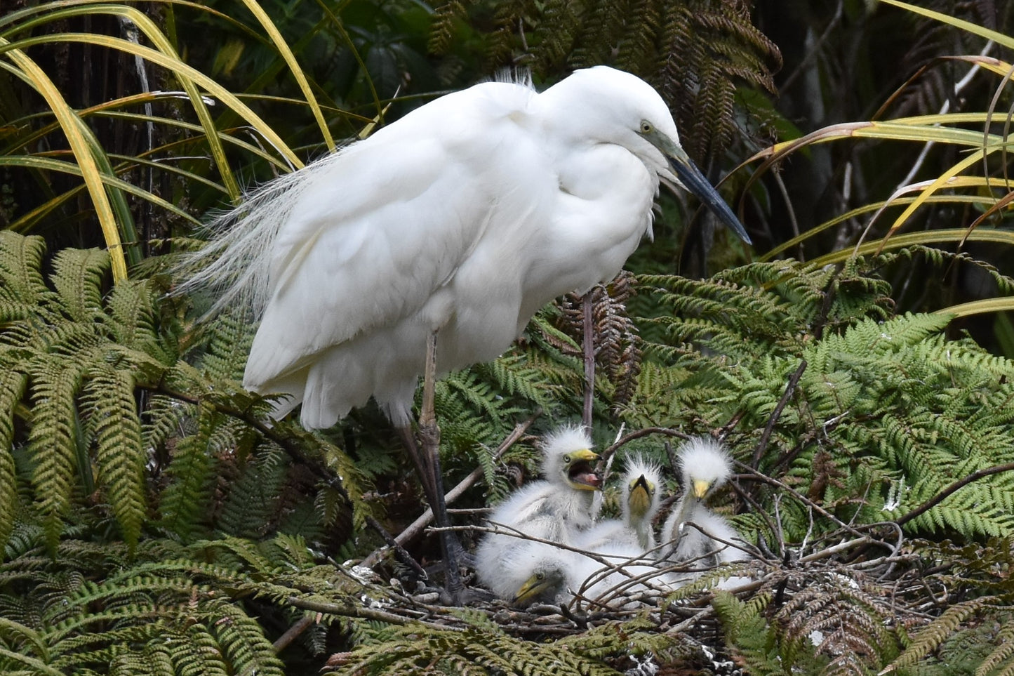 Alps2Ocean Guided Tours - White Heron Spring Tour, three chicks and mother in nest