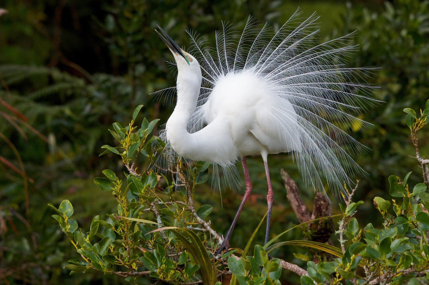 Alps2Ocean Guided Tours - White Heron Spring Tour, Heron feathers display