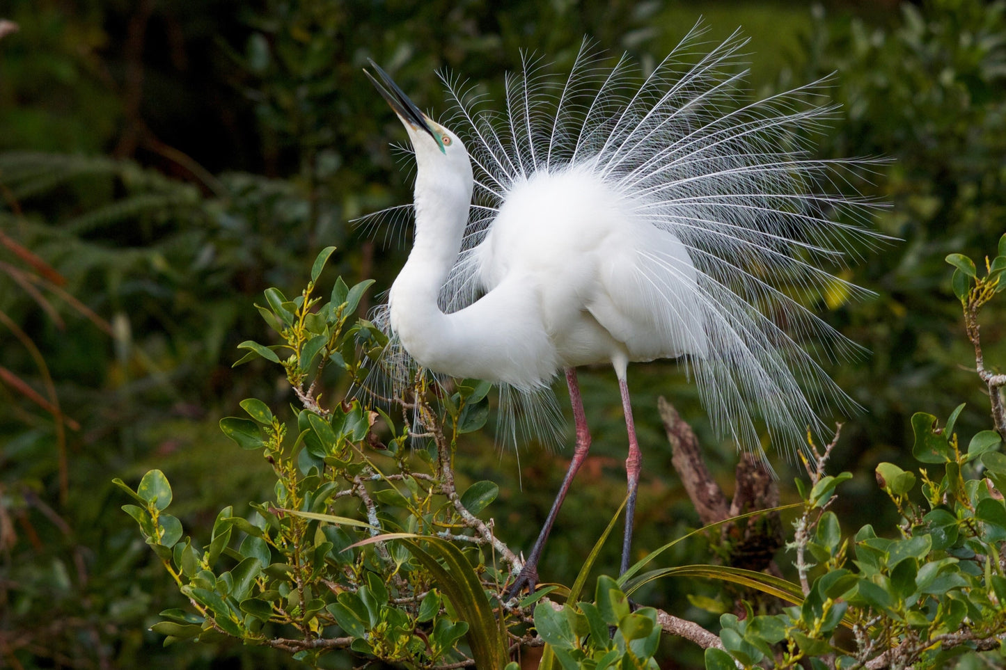 White Heron Spring Tour