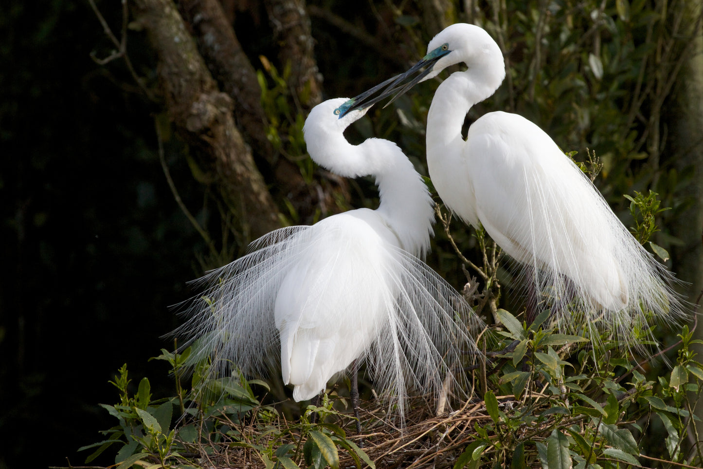 Alps2Ocean Guided Tours - White Heron Spring Tour, two adult Herons