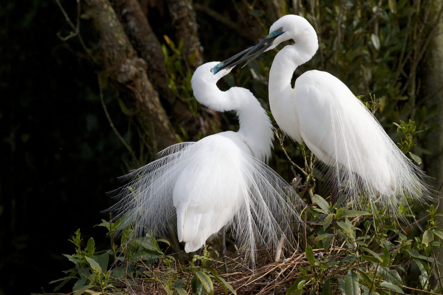 White Heron Spring Tour