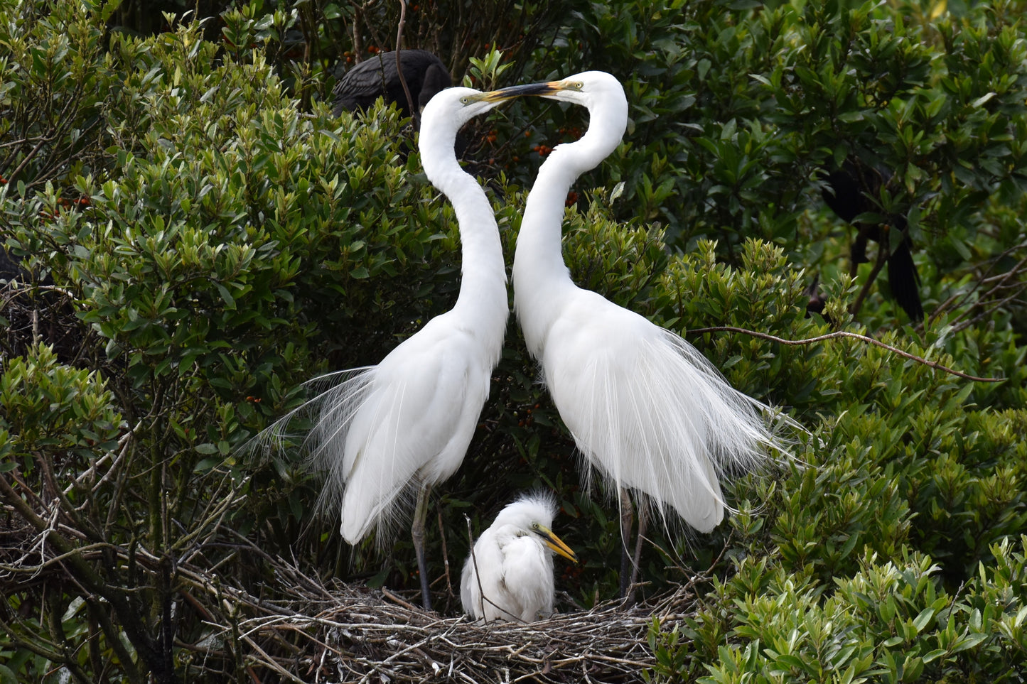 Alps2Ocean Guided Tours - White Heron Spring Tour, white heron family in nest