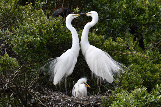 Alps2Ocean Guided Tours - White Heron Spring Tour, white heron family in nest