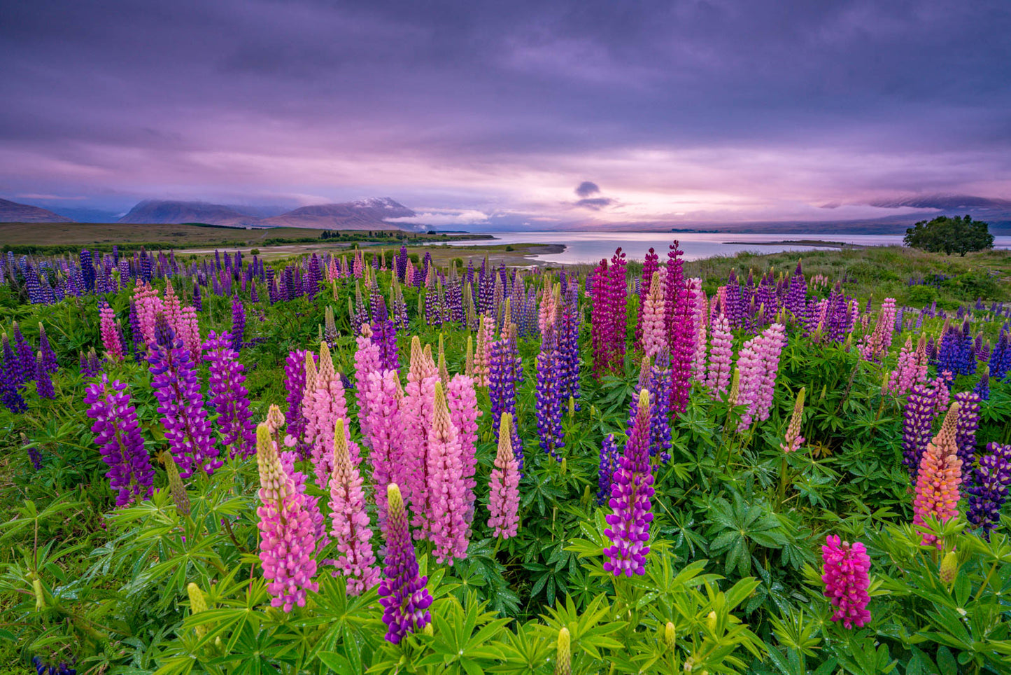 Alps2Ocean Guided Tours - White Heron Spring Tour, Lupins at Lake Tekapo