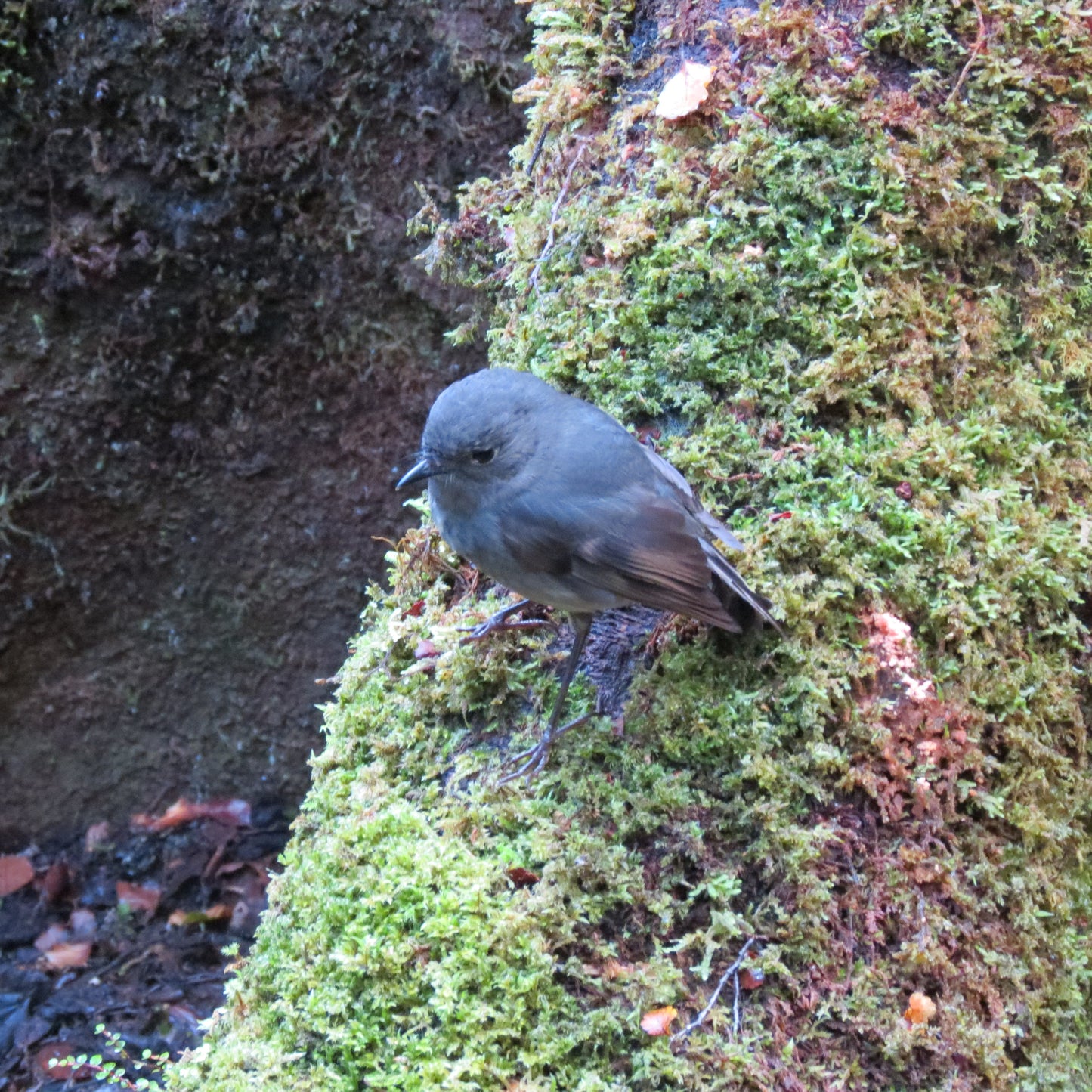 Wild West Coast Tour - Karamea