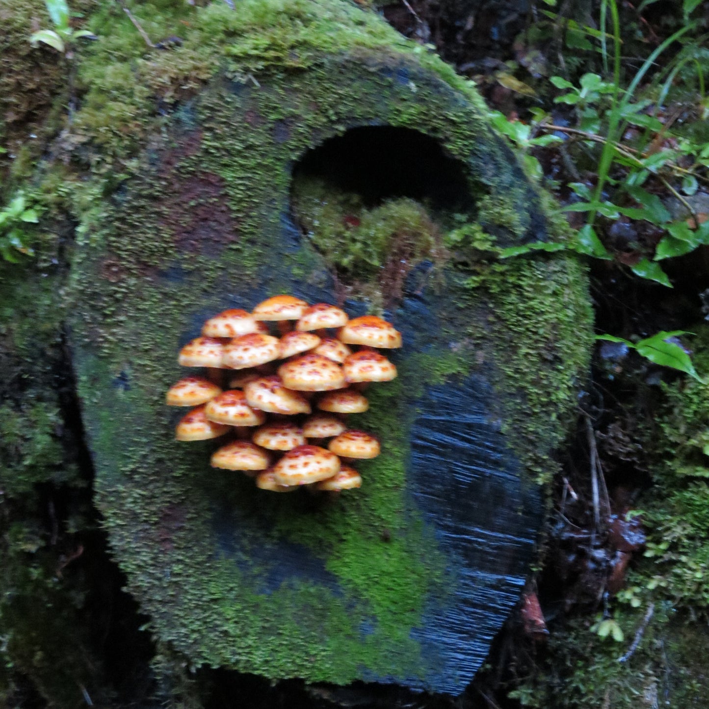 Wild West Coast Tour - Karamea