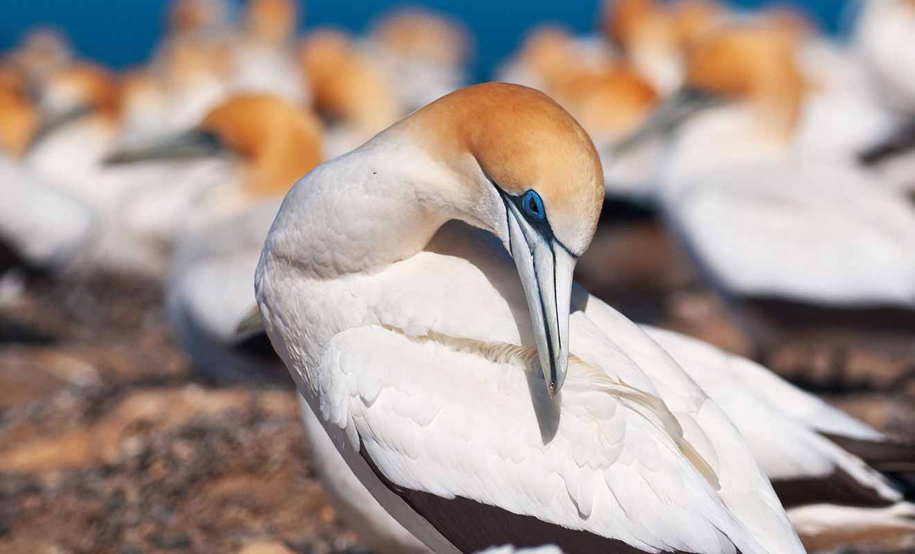 Alps2Ocean Guided Tours - Top of the South - Takaka, Gannet bird