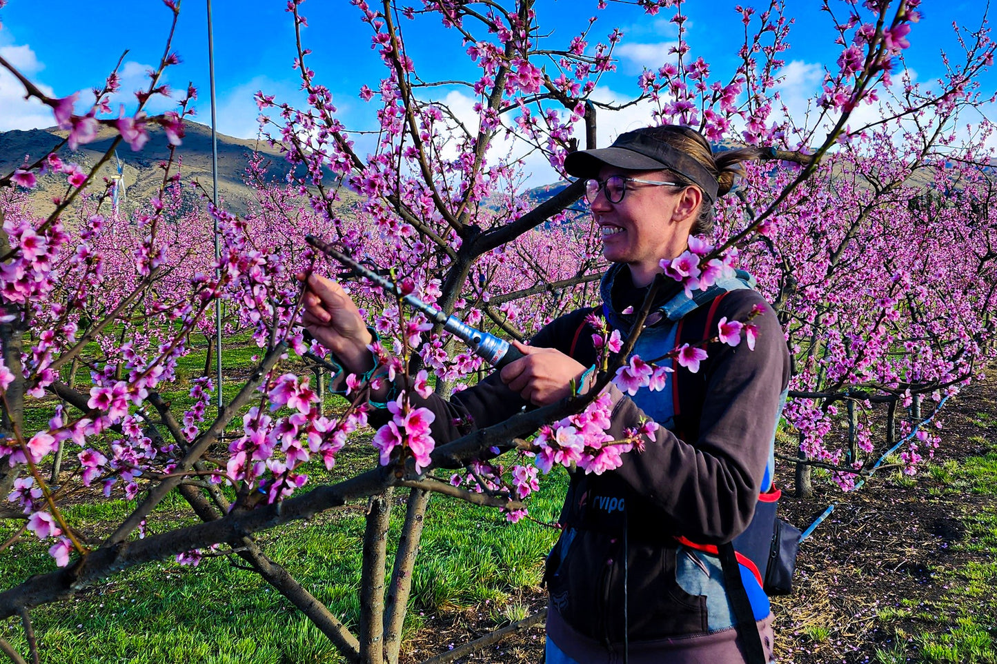 Central Otago in Spring -Alexandra Blossom Festival