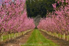 Alps2Oceans Guided Tours - Alexandra Blossom Festival